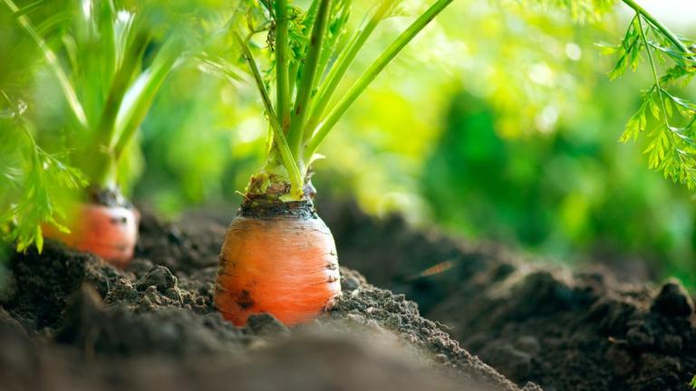 carrots