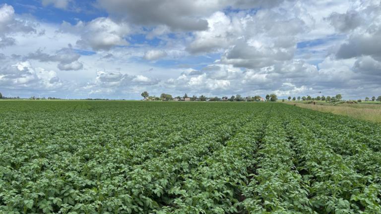 Aardappelveld 4 juni