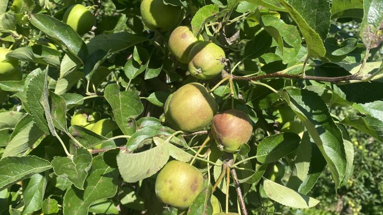 Beschadigde_appels_aan_boom