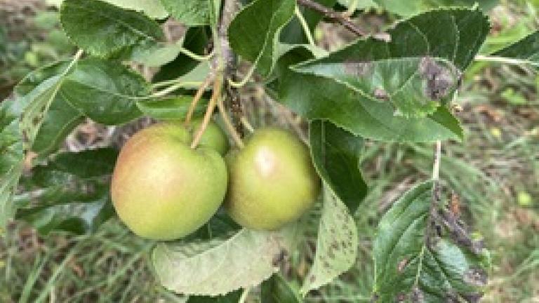 Twee groene appels aan een tak tussen bladeren