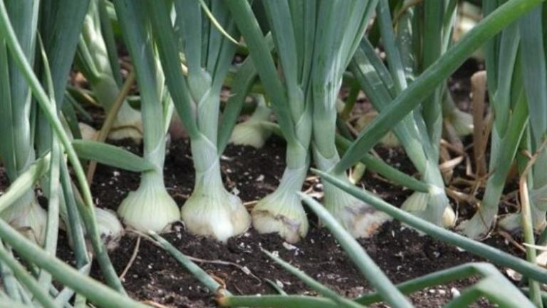 Rij groeiende uien met groene bladeren in donkere aarde