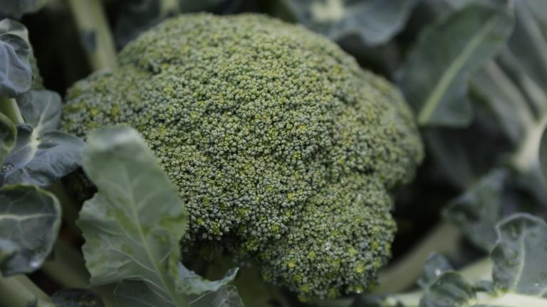 broccoli