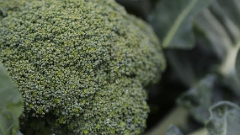 Close-up van een broccoli tussen groene bladeren.