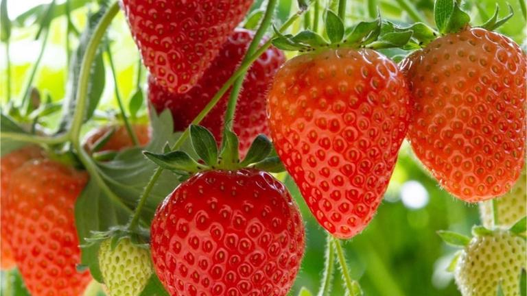 Hangende aardbeien
