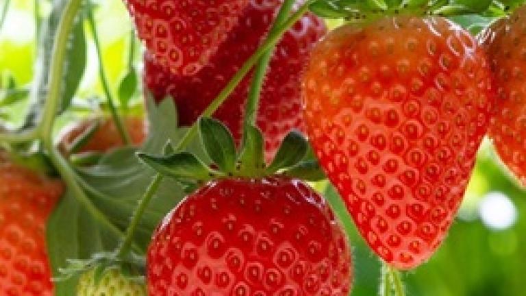 285x214_bnl_hangende_aardbeien