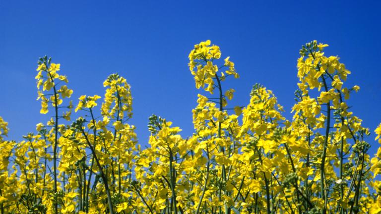 Gele bloeiende koolzaadplanten tegen een heldere blauwe lucht