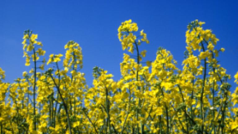 Gele koolzaadbloemen tegen een heldere blauwe lucht