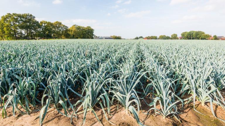 Uitgestrekt veld met prei
