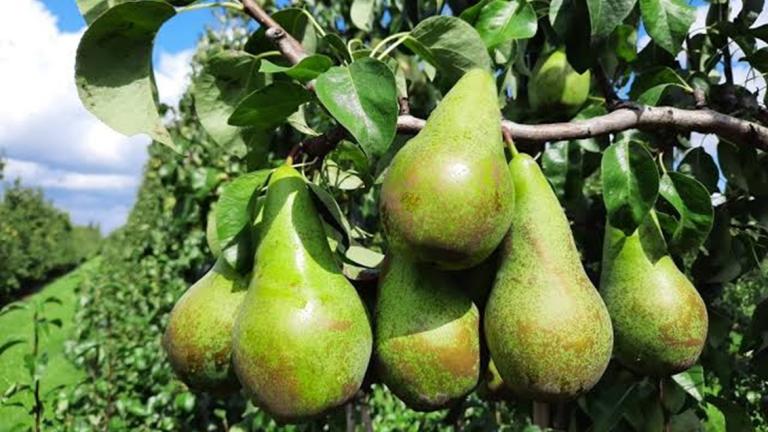 1132x637_bnl_volle_peren_aan_de_boom