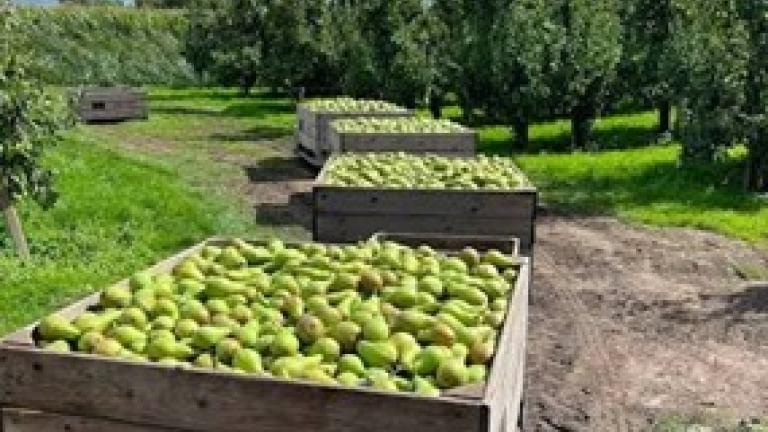 285x214_bnl_peren_pluk_treintje