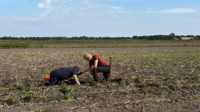 Met de hand aardappelen rooien