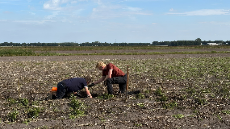 Met de hand aardappelen rooien