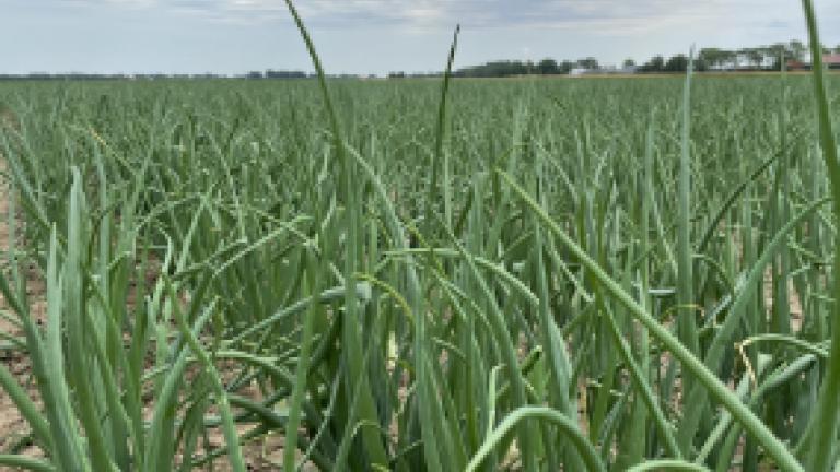 Groen uienveld onder bewolkte lucht, lage planten op zandige grond