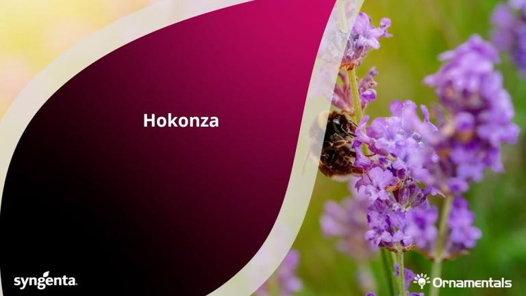 Productvideo Hokonza