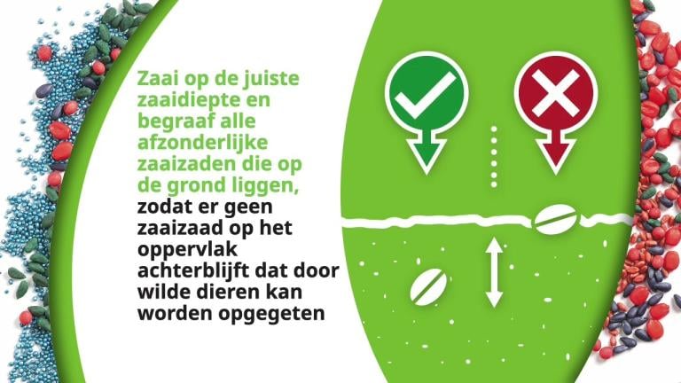 Zaaizaadbehandeling, Omgang met behandeld zaaizaad
