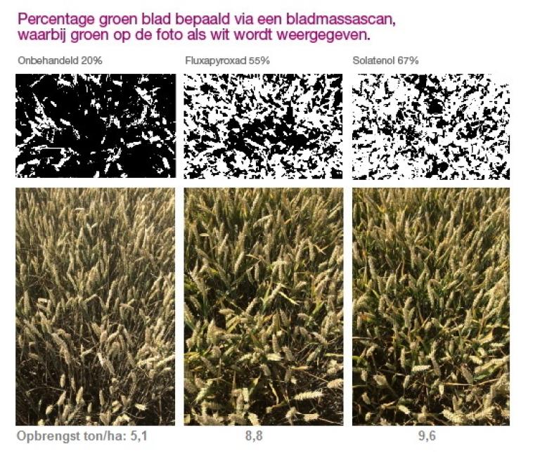 Elatus Era sterk in de praktijk percentage groen blad 