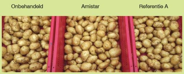 Amistar mooiste schilkwaliteit