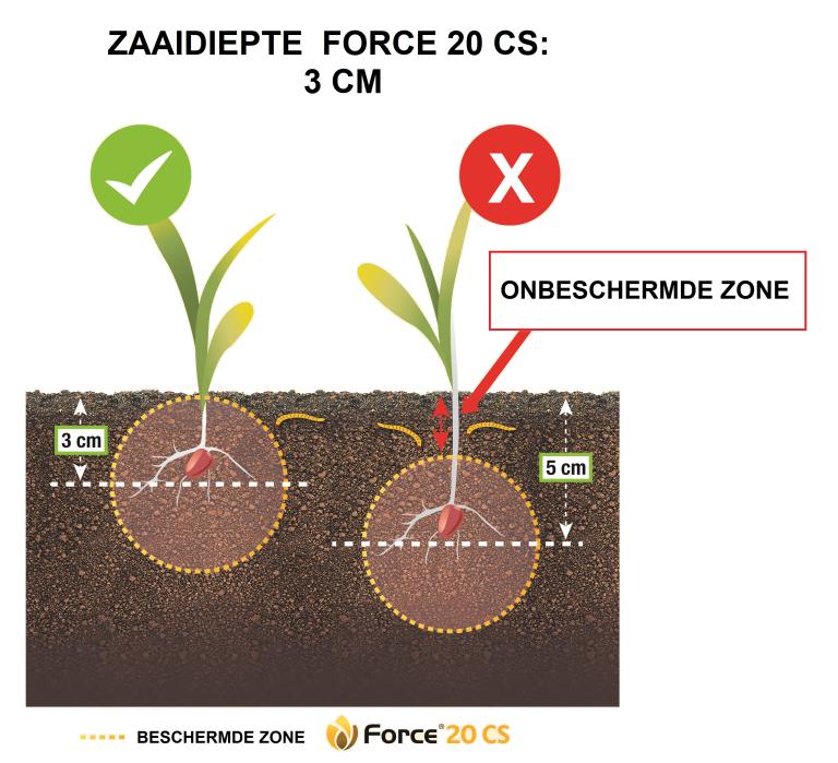 Vermijd schade door insecten (ritnaalden, wortelboorder) en Rhizoctonia