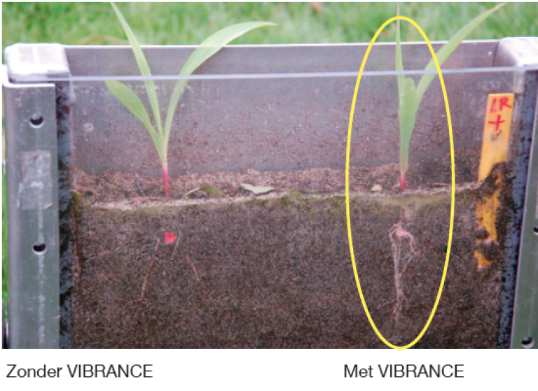 Vibrance zaaizaadbehandeling zorgt voor extra wortelgroei, betere bescherming tegen Rhizoctonia(bodemziekte) en voor gemiddeld 2% meer drogestofopbrengst. Zaadcoating, zaadontsmetting