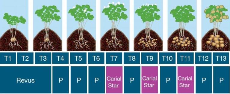 schema aanpak alternaria en phytophthor 