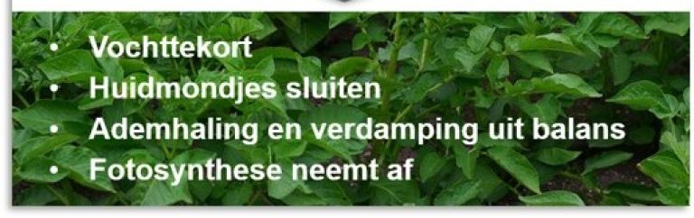 Effect stress on plant