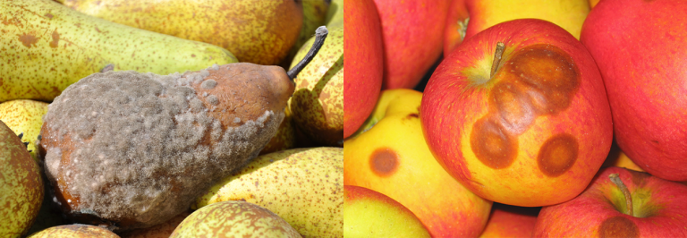 Appel en peerrot