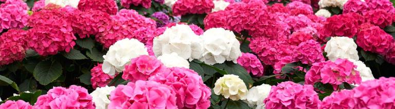 Banner Hortensia