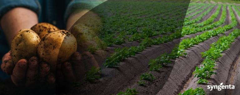 Voorkom Phytophthora in de meest kritieke fase van snelle loofgroei van het aardappelgewas met Syngenta.