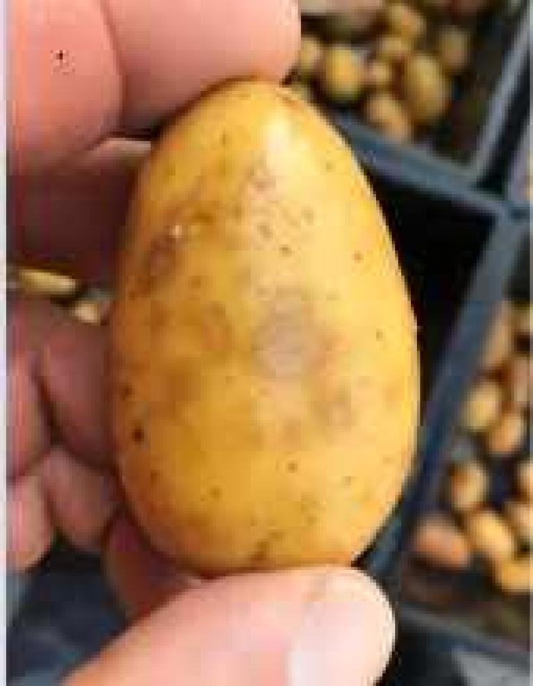 0x225_bnl_gevolgen_rhizoctonia_aanpassingen.jpg
