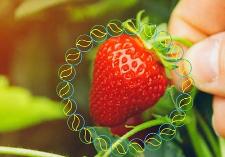 450x315_bnl_taegro_aardbei-natuurlijk.jpg
