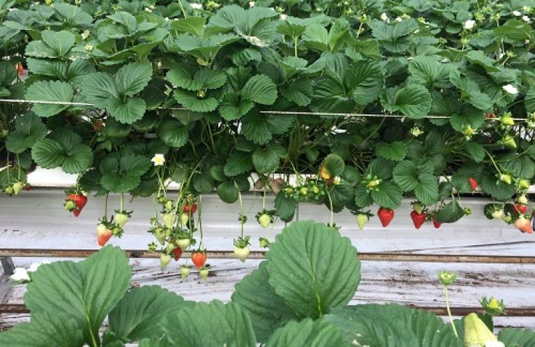 Hangende aardbeien