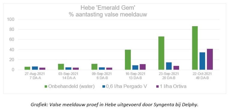 Valse meeldauw in Hebe