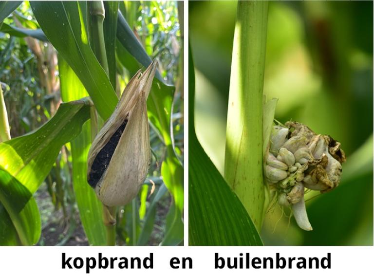 Kopbrand niet te verwarren met builenbrand