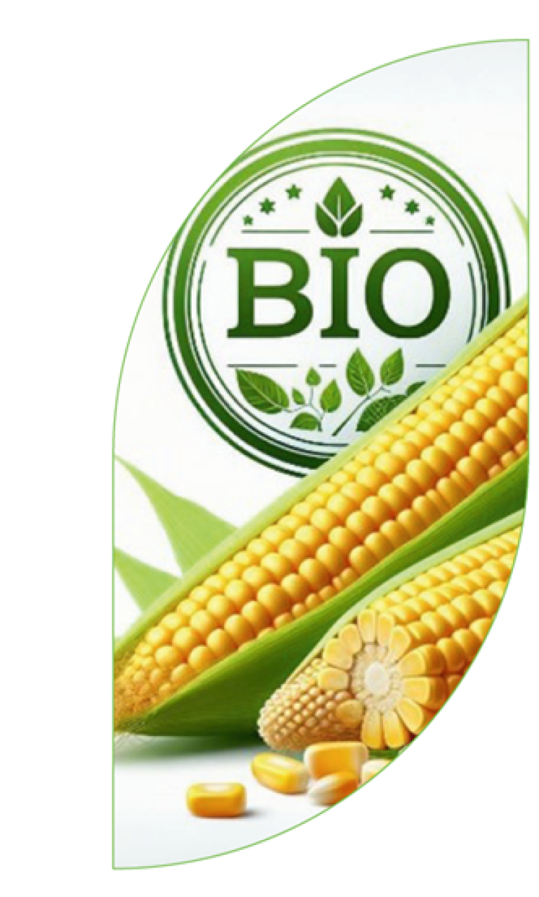 BIOMaiszaden van Syngenta. Biomaisrassen geschikt voor de  Benelux 