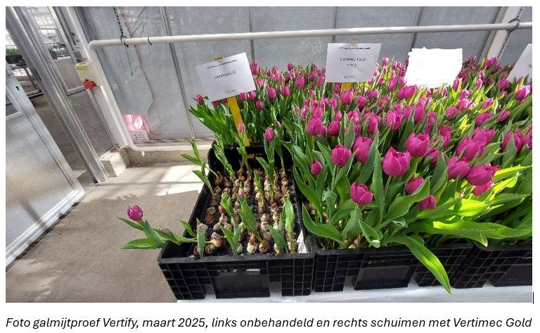 Schuimen met Vertimec