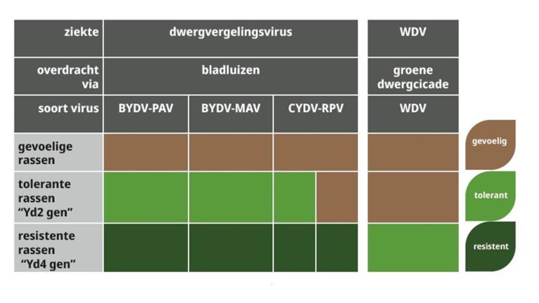Gevoelig, tolerant of resistent voor welke virussen? 