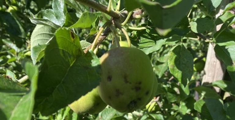 Hagelschade appels