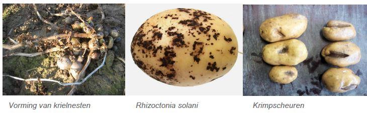 Rhizoctonia bestrijden met Amistar