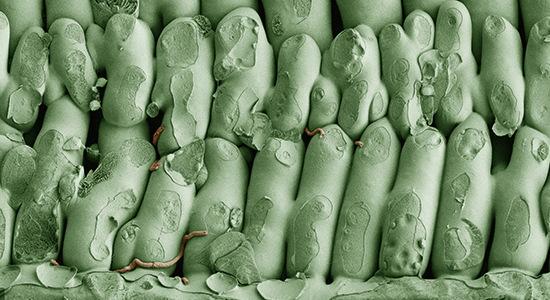 Septoria 4 dagen na infectie behandeld met Solatenol