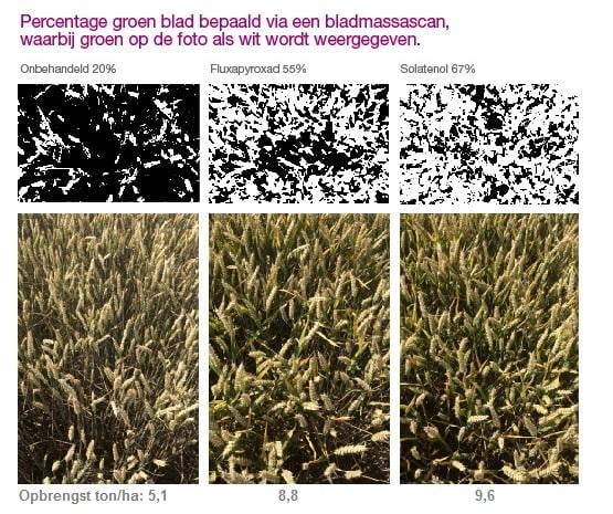 Elatus Era sterk in de praktijk percentage groen blad 