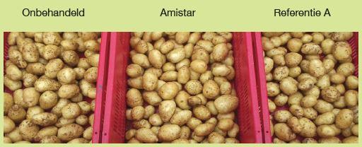 Amistar mooiste schilkwaliteit
