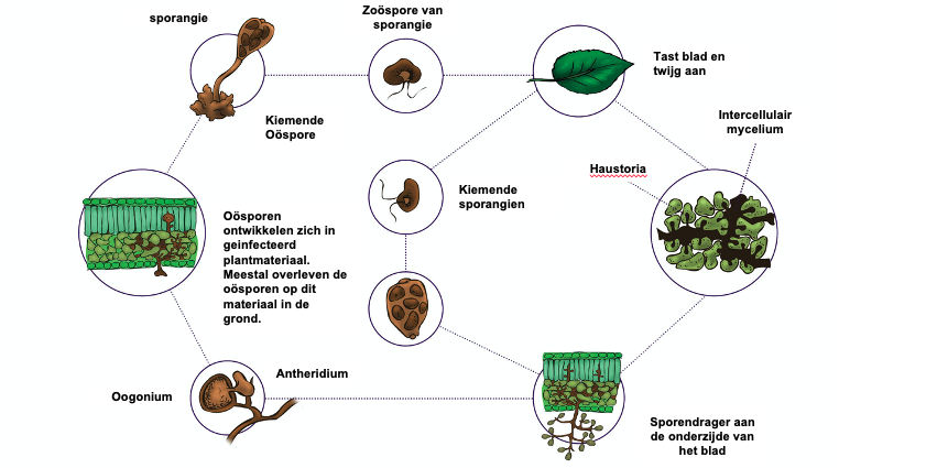 Resistentiemanagement Valse Meeldauw