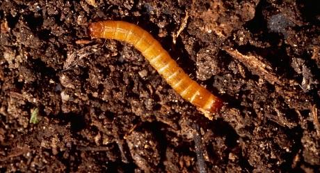 Agriotes