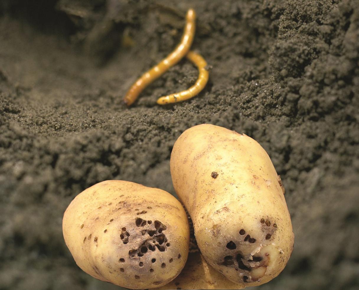 Aardappelen met ritnaaldenschade