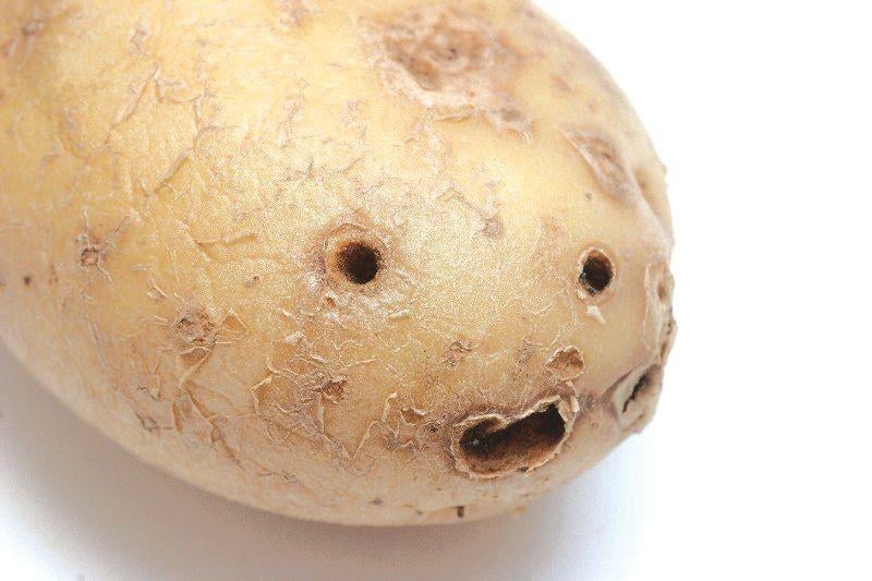 ritnaalden schade aardappel