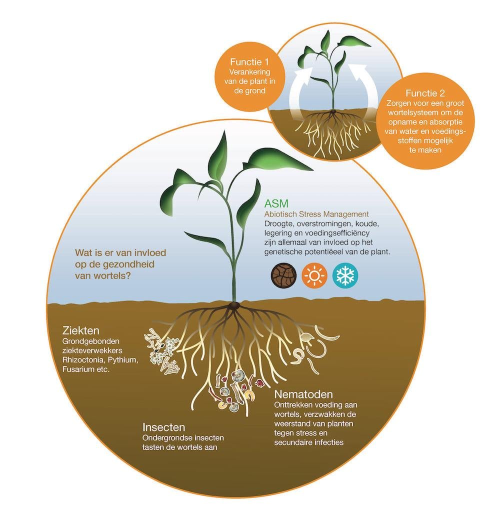 Wortelgesteldheid akkerbouw seedcare