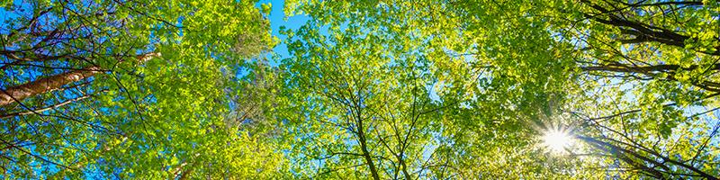 Bomen