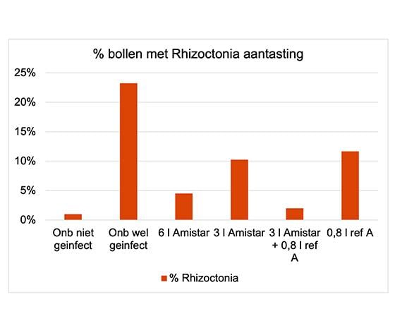  Grafiek 4: % Rhizoctonia aantasting op de bollen