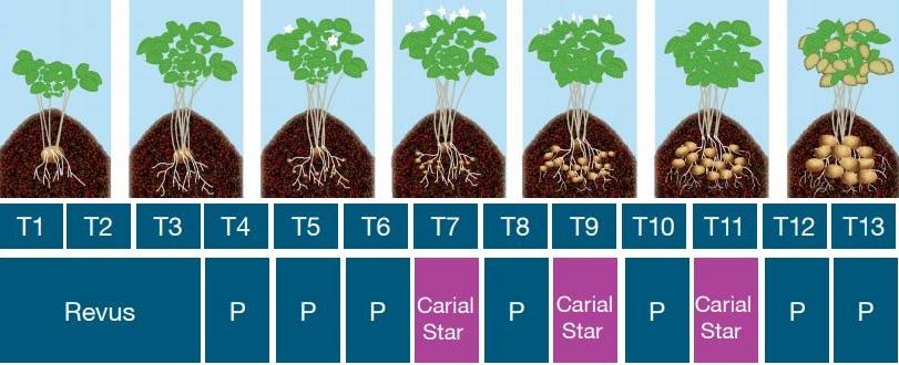 schema aanpak alternaria en phytophthor 