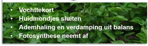 Effect stress on plant